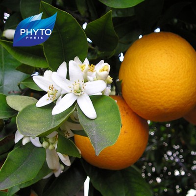 فیتو - نمایندگی رسمی ایران - شکوفه پرتقال